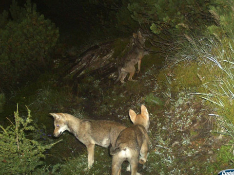 Une dixième meute de loups dans les Grisons