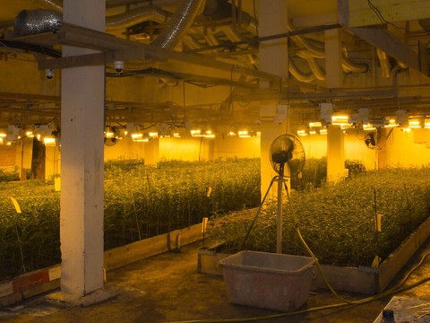 Enorme plantation d'intérieur de chanvre découverte en Thurgovie