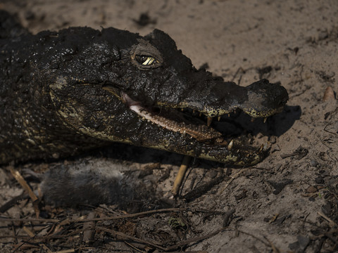 Une femme de 85 ans tuée par un alligator en Floride