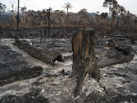 Nouveau record de déforestation en Amazonie
