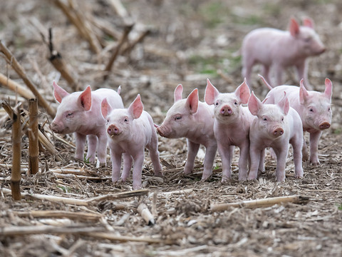 Ouverture du procès des maltraitances d'animaux à Hefenhofen (TG)