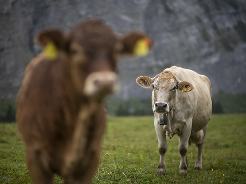 Près d'un kilo de viande en plus par habitant consommé en 2021