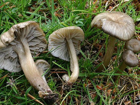 Un champignon élu 