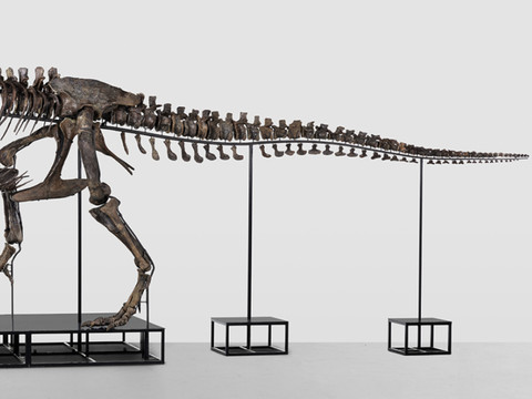 Un squelette de T-Rex valant des millions sera vendu à Zurich