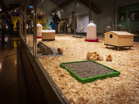 Le MHNF ouvre la 38e édition de sa célèbre exposition Poussins