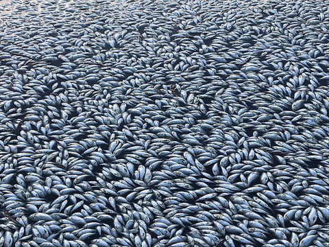 En Australie, des millions de poissons morts bouchent une rivière