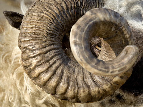 2000 têtes de béliers momifiées dans le temple de Ramsès II