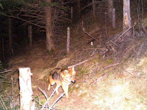 Migration au long cours pour un loup grison