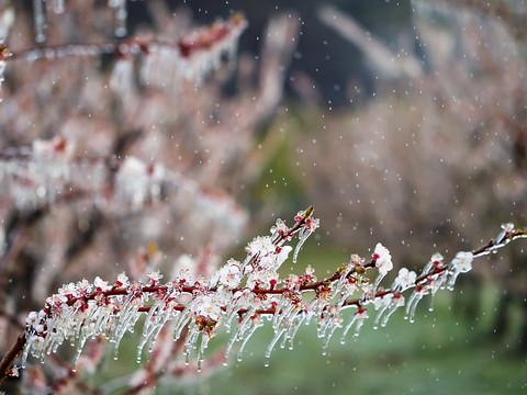 Changement du climat: les arbres confrontés au gel sont mieux armés