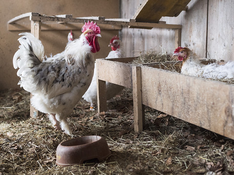 Une campagne pour veiller au bien-être des poules