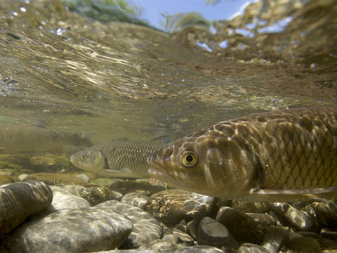 Eawag: faible diversité de poissons dans la plupart des cours d'eau
