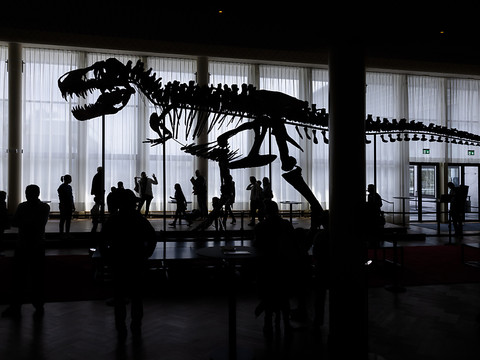 Le squelette composite d'un tyrannosaure rex mis en vente à Zurich