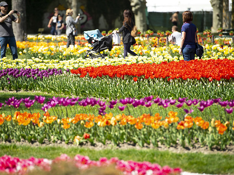 Vol de 400 oignons à la Fête de la tulipe de Morges
