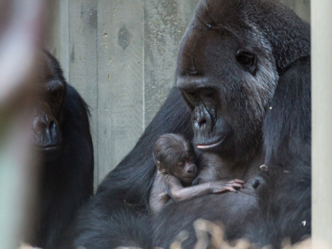 La femelle gorille Faddama meurt d'une infection au zoo de Bâle