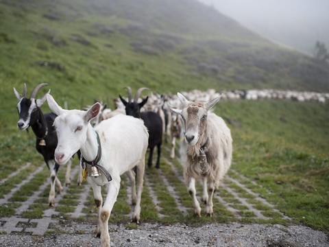 Emmi veut doper sa production de poudre de lait de chèvre