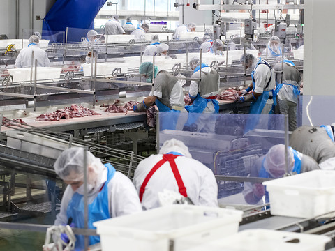 Greenpeace Suisse s’oppose au projet d’abattoir Micarna à St-Aubin