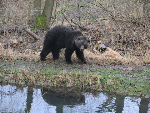 En Italie, un jeune joggeur tué par un ours