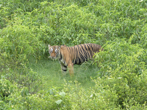 Le nombre de tigres sauvages dépasse 3000