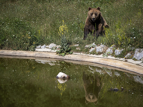 Joggeur tué par un ours: Rome étudie le déplacement d'animaux