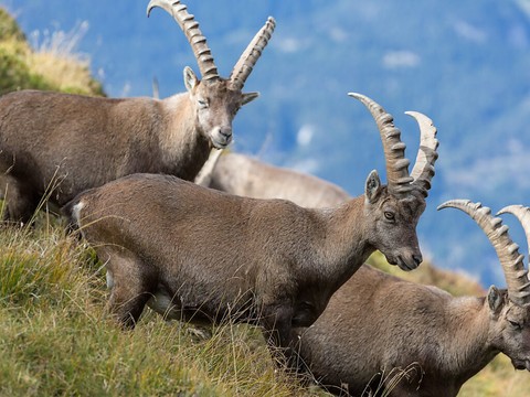 Transfert de dix bouquetins de Suisse en Bavière