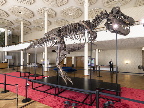 Squelette d'un T-Rex vendu 4,8 millions de francs à Zurich