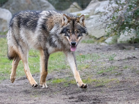 Un loup aurait été photographié à Genève