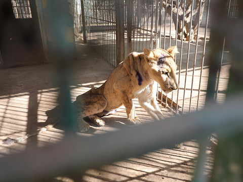 Au Soudan, appel à l'aide pour sauver les lions affamés d'une réserve