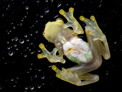 Concours FNS d’images scientifiques 2023: 19 oeuvres primées
