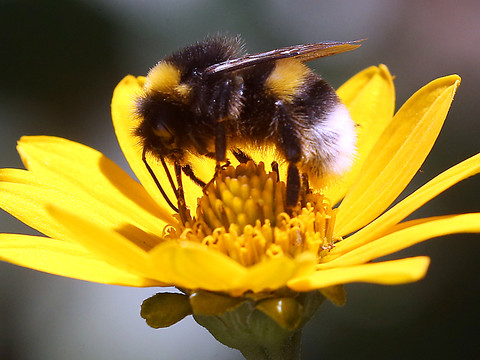 L'agence environnementale appelle à réduire l'usage des pesticides