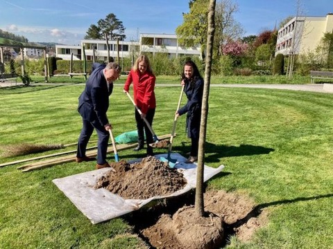Des conseils pour davantage arboriser le milieu bâti à Fribourg