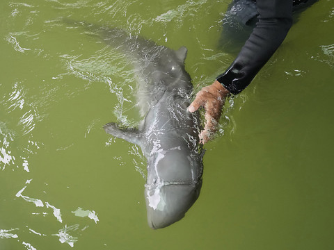 Cambodge: Hun Sen abroge une loi de protection d'une espèce menacée de dauphins
