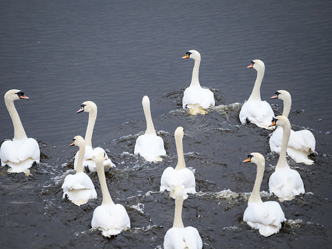 Mesures levées en Suisse, plus de cas depuis plusieurs semaines