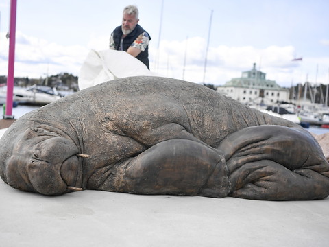 Une sculpture représentant un célèbre morse dévoilée à Oslo