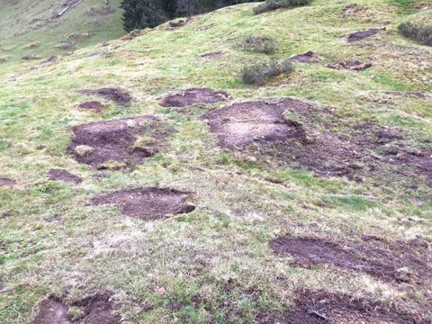 Pro Natura contre le broyage des végétaux dans les zones d'estivage