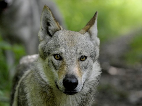 Initiative contre le loup: lancement de la récolte de signatures