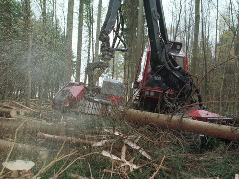 La compensation du déboisement toujours plus difficile