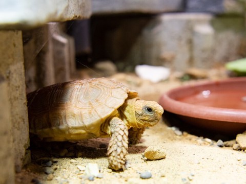 Tortues homopodes rarissimes au zoo de Bâle en première mondiale