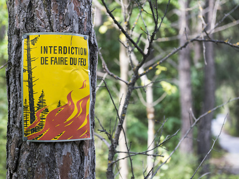 La forêt suisse doit s'adapter au changement climatique