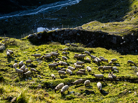 Vaud: nouvelles mesures pour gérer la coexistence avec le loup