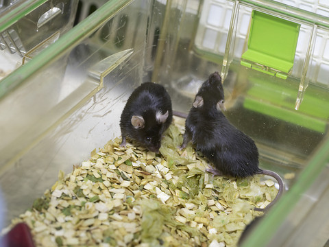 Nouvelle initiative pour interdire l'expérimentation animale