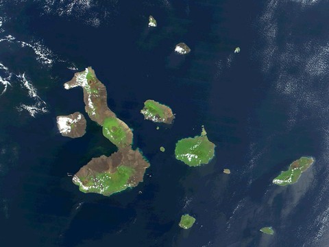 Le nombre d'oiseaux d'une espèce vulnérable en hausse aux Galapagos