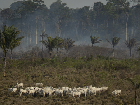 Recul de 68% en avril de la déforestation en Amazonie brésilienne