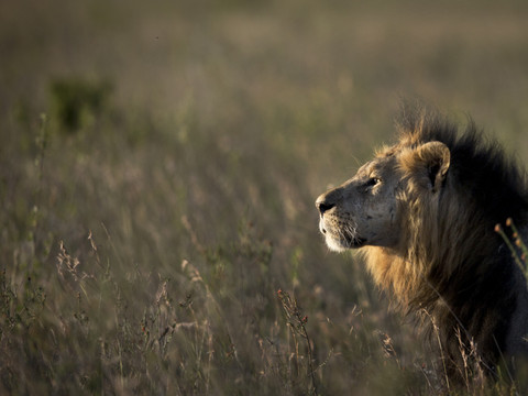 Kenya: l'un des plus vieux lions au monde tué par des bergers