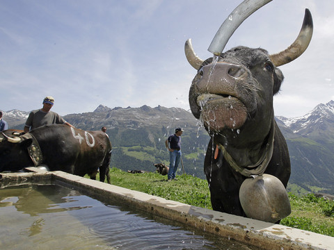 Parrainer une vache d'Hérens: le concept 