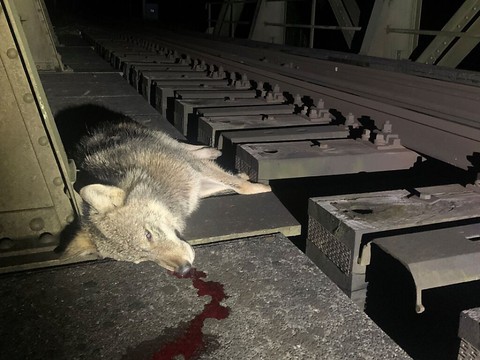 Loup tué par un train à Sarnen