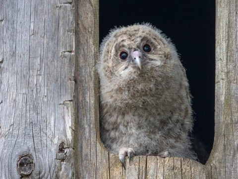 Le zoo de Zurich va libérer quatre chouettes de l'Oural en Autriche