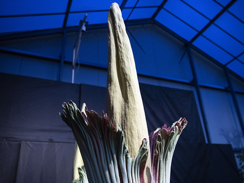 Un arum titan prêt à fleurir au jardin botanique de Zurich
