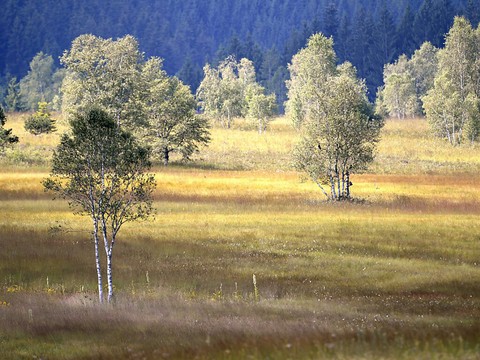La Suisse est à la traîne en matière de surfaces protégées