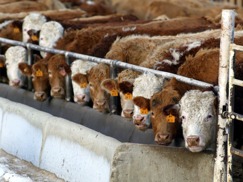 Un cas de maladie de vache folle 