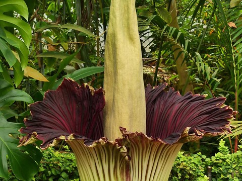 Spectaculaire floraison d'un Arum titan à Zurich